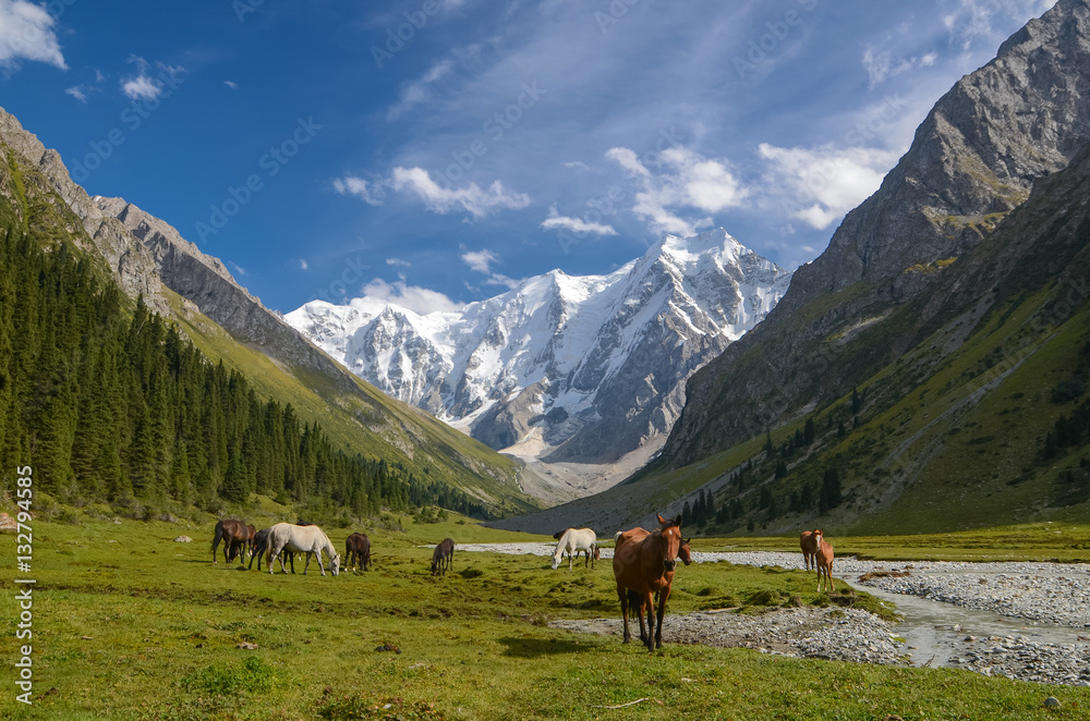 Wild horses on a sunny meadow in the mountains. Herd of horses grazing in picturesque mountains in Tian Shan mountain, Karakol, Kyrgyzstan, Jety-Oguz, Central Asia. 