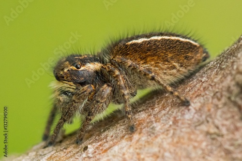 A Brown Jumping Spider Sitting on a Branch