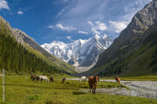 Wild horses on a sunny meadow in the mountains. Herd of horses grazing in picturesque mountains in Tian Shan mountain, Karakol, Kyrgyzstan, Jety-Oguz, Central Asia.  © n.bird