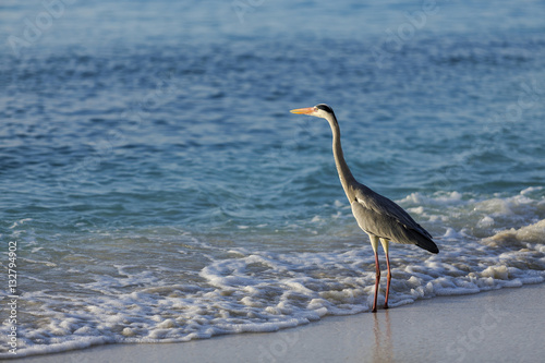 Egret walking on the beach
