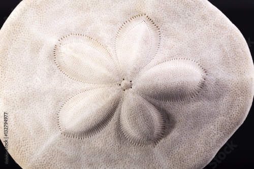 Fotografie Sea shell of sea urchin ( sand dollar)  on black  background