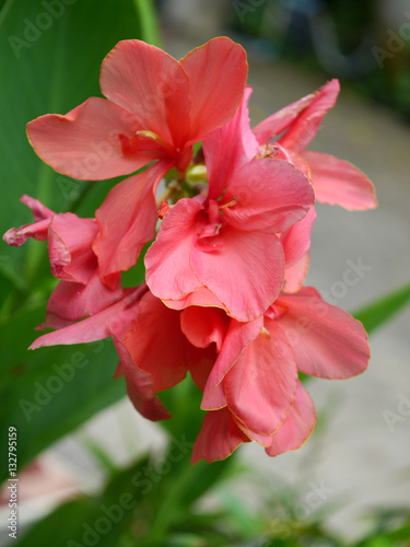 Fototapeta Naklejka Na Ścianę i Meble -  Indian shot flower