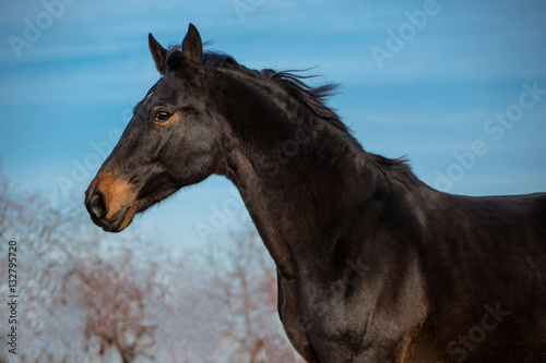 Portrait of buy horse on blue sky and trees background © ashva