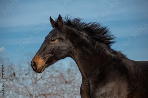 Portrait of buy horse on blue sky and trees background
