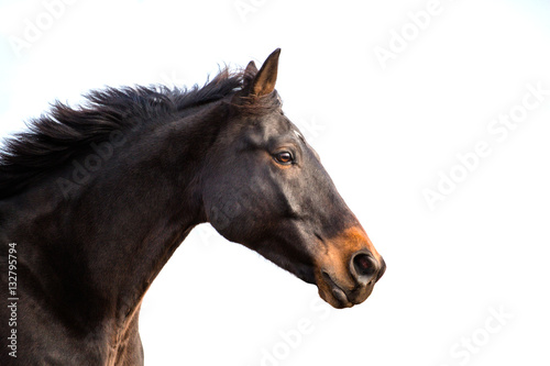 Portrait of buy horse isolated on white background