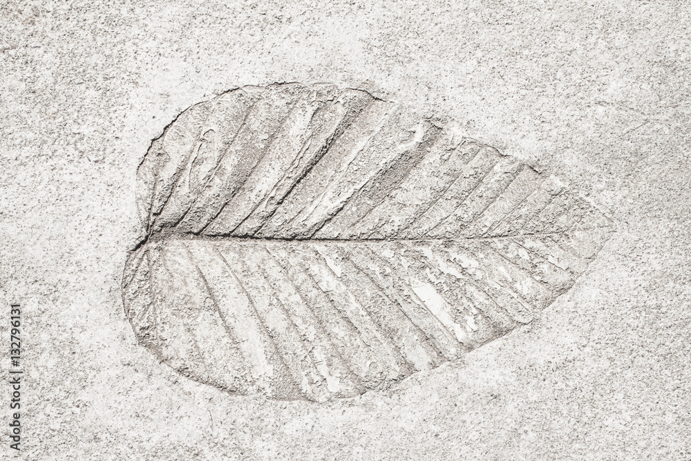 Leaves on cement floor background