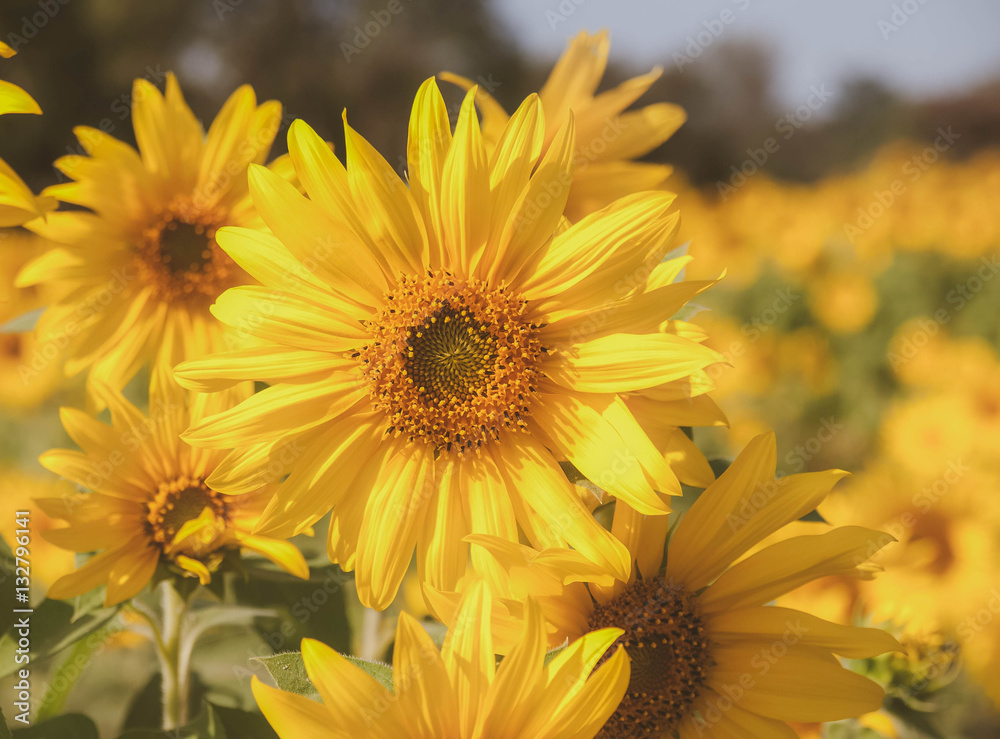 Sunflowers field with blue sky background Sunflowers field with blue sky background