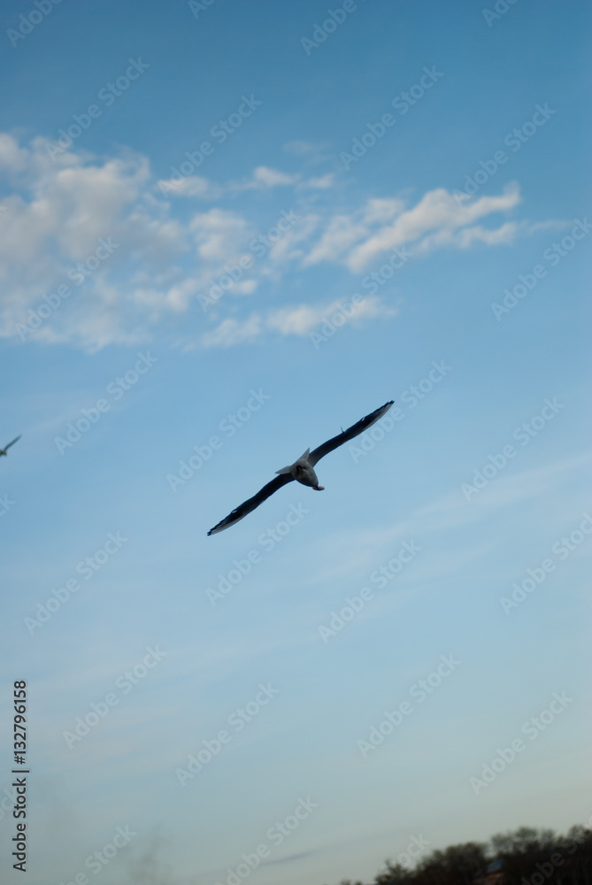 the seagull flying on the sky