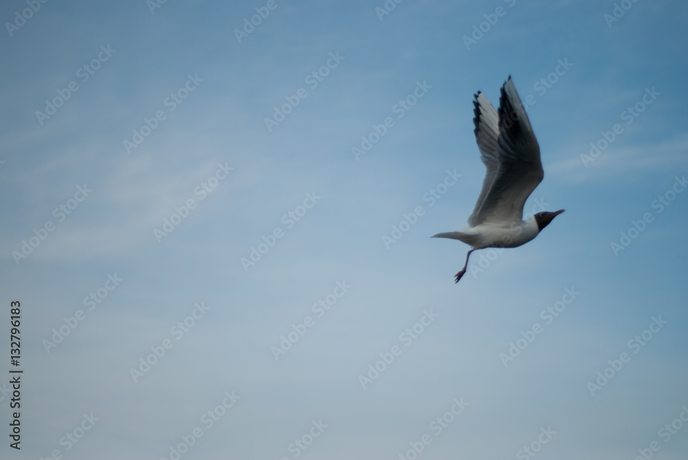 the seagull flying on the sky