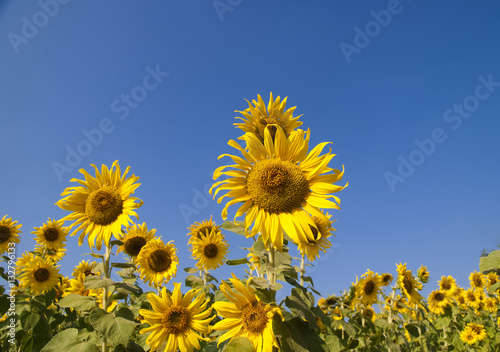 Sunflowers field with blue sky background