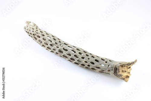Canvas-taulu Cactus skeleton, Isolated on white