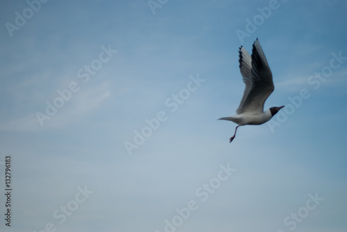 the seagull flying on the sky