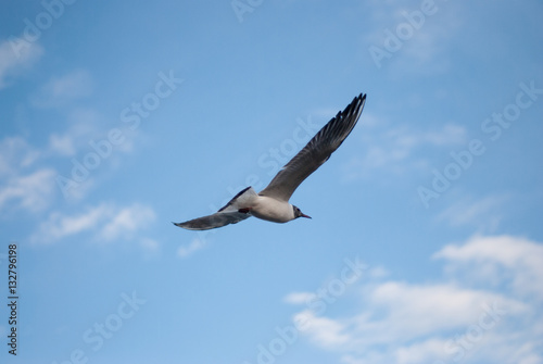 the seagull flying on the sky