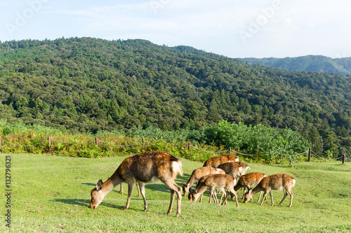 Fototapeta Naklejka Na Ścianę i Meble -  Deer eating grass on mountain