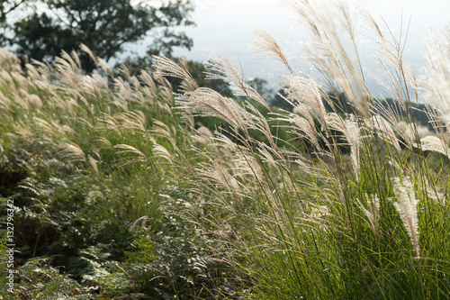 Mountain with Chinese silvergrass