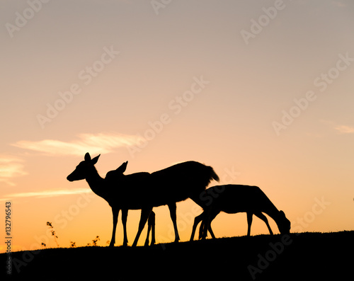 Group of Deer with beautiful sky