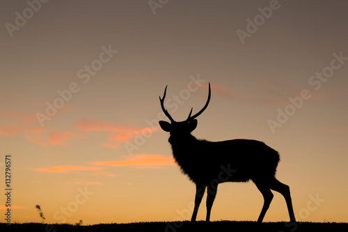 Deer silhuette with a colorful sunset