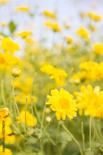 chrysanthemum flower in garden