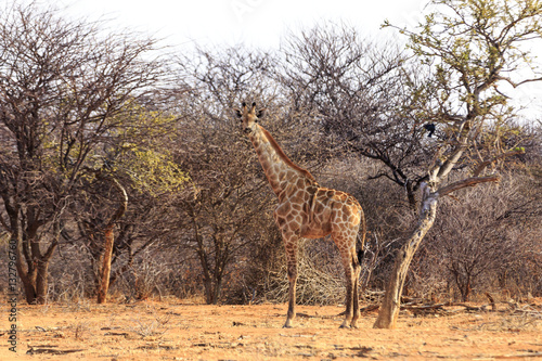 Girafe in the bush in Namibia