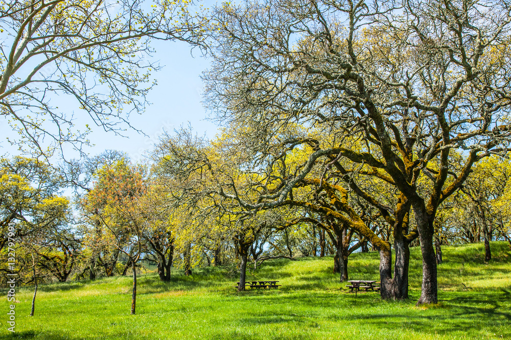 Picnic Table and Park Sonoma Napa California. Oak Trees. Picnic Table and Park Sonoma Napa California. Oak Trees.