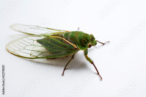 A close up of the cicada. Isolated on white background