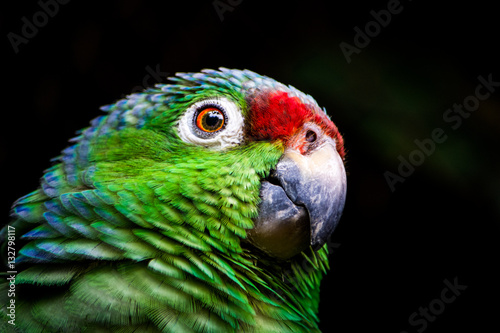 Lora frentirroja - Amazona autumnalis photo