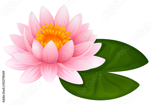 Pink lotus on green leaf