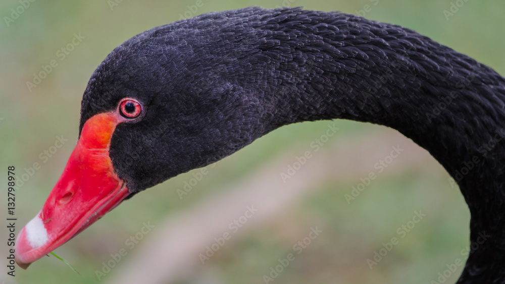 Obraz premium Black swan