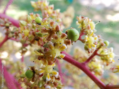 Flower of mango