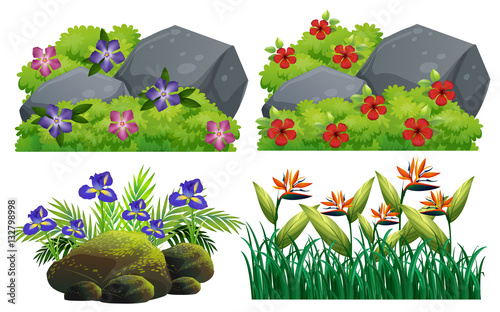 Different types of flowers in bush
