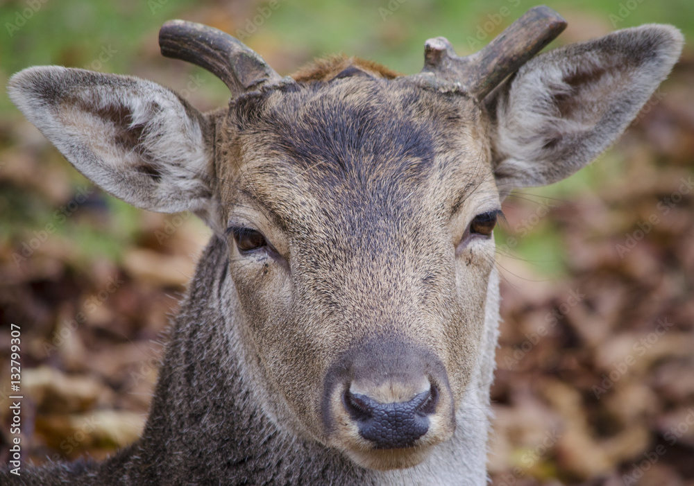 Deer closeup