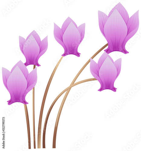 Purple cyclamen flowers on stem