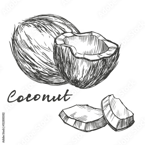 coconut set hand drawn vector illustration realistic sketch