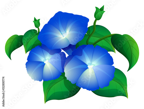 Morning glory in blue color