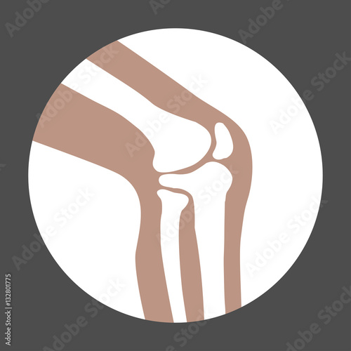 human knee joint