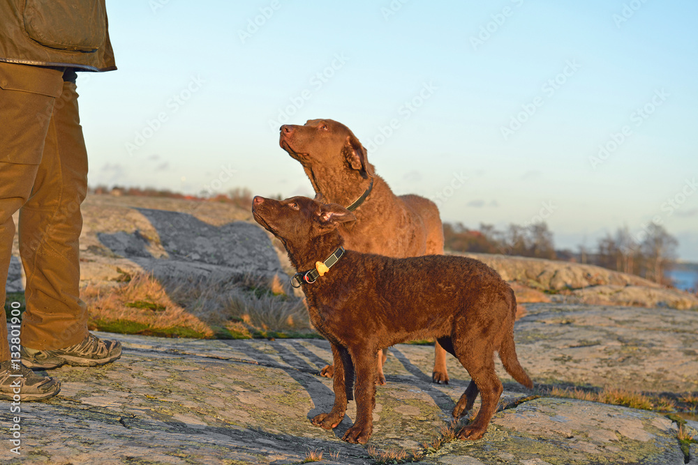 Chesapeake Bay Retriever is large sized breed of dog belonging to