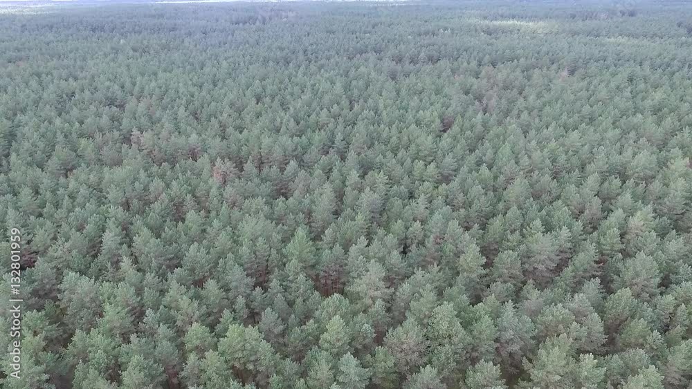 Aerial View Over The Forest 8 Aerial View Over The Forest 8