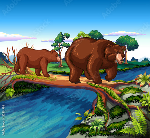 Two bears walking cross the river
