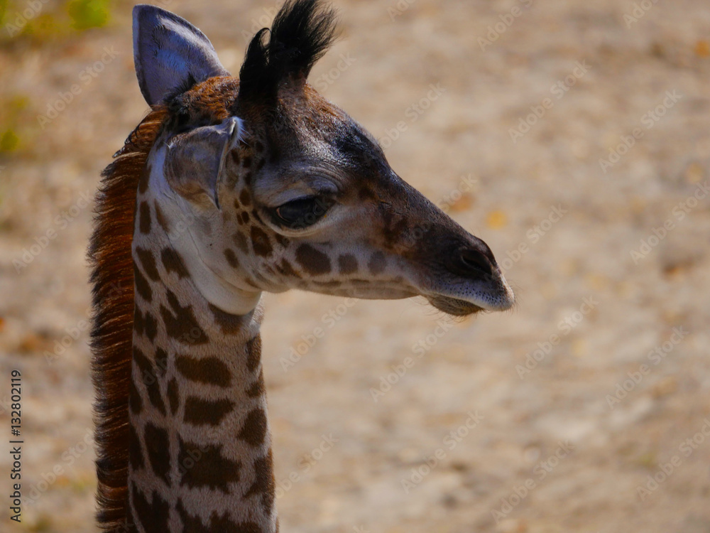 Obraz premium Baby Giraffe