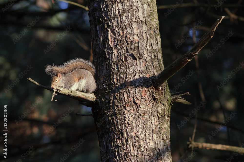 Fototapeta premium Fauna