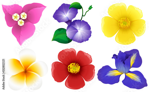 Different types of flowers on white