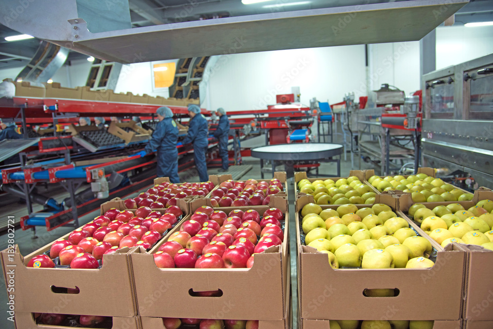 Apples in boxes in a factory