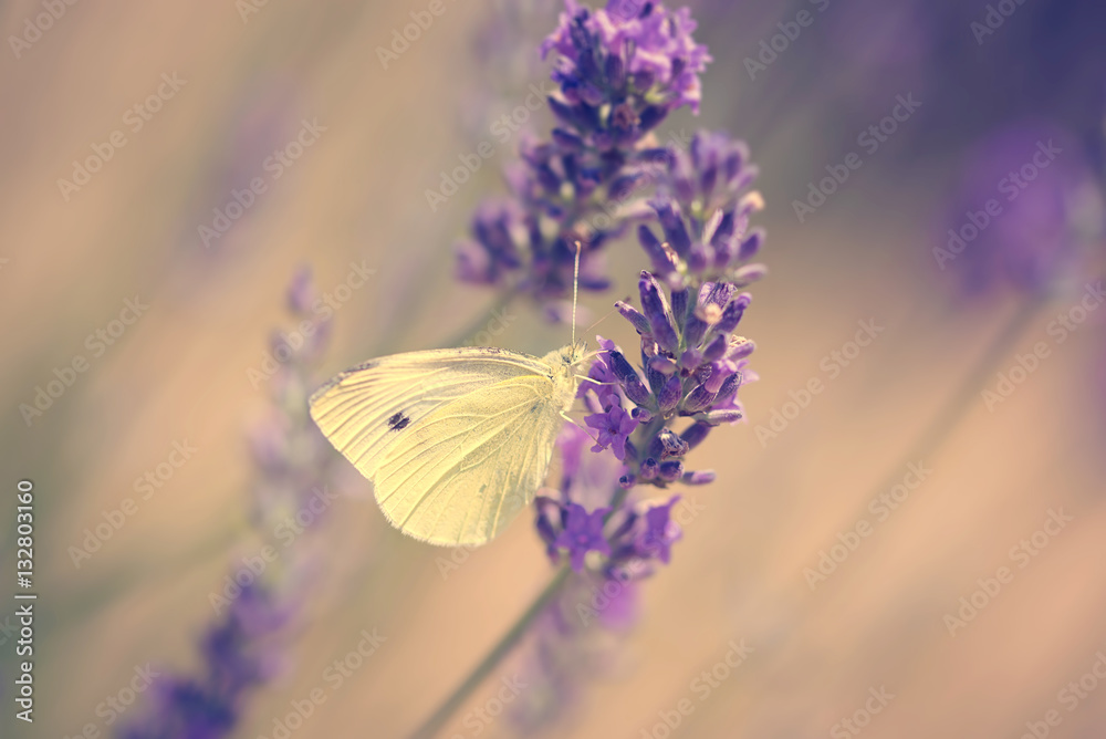 Naklejka premium Photo of butterfly and lavender flower