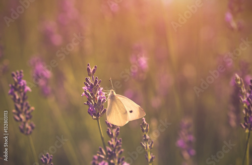 Fototapeta Naklejka Na Ścianę i Meble -  Photo of butterfly and lavender flower