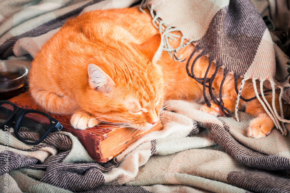 Cute ginger cat sleeping on a book