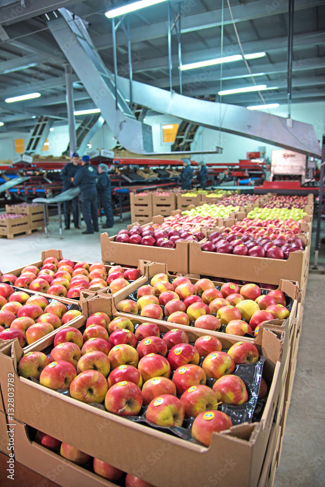 Apples in boxes in a factory