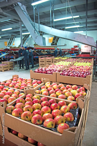 Obraz na płótnie Apples in boxes in a factory w salonie