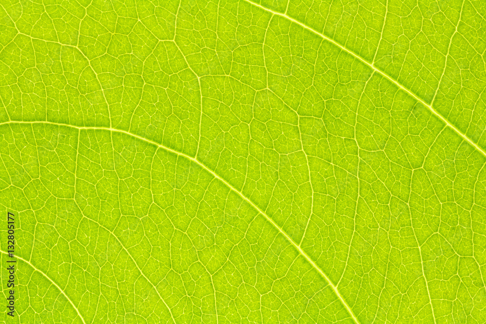 Leaf texture, leaf background for design with copy space for text or image. Leaf motifs that occurs natural.