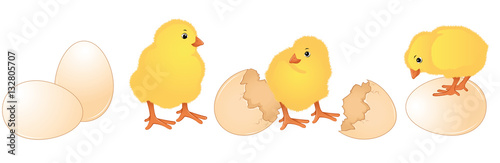 Hatched chicks from brown eggs