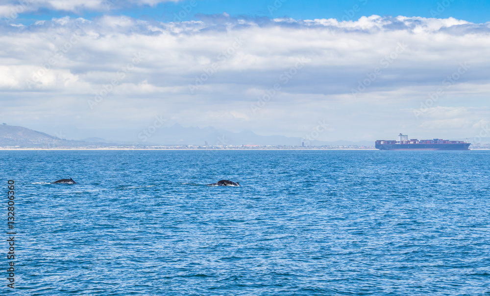 Two whales in the distance swimming near Cape Town on the Western Coast of South